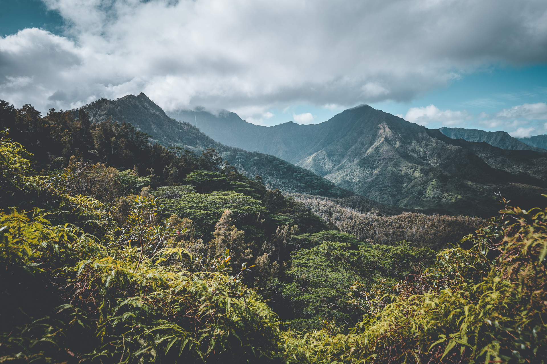 Okolehao Trail to Hihimanu Trail