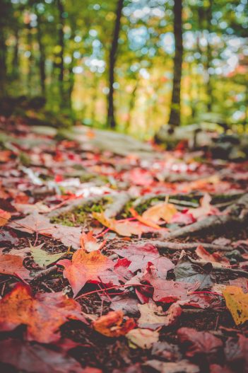 Massif du sud automne